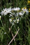 Смотреть изображение Pyrethrum corymbosum