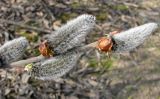 Salix cinerea. Верхняя часть зацветающего побега. Ярославская обл., пос. Новый Некоуз, берег р. Ильд. 28.04.2011.