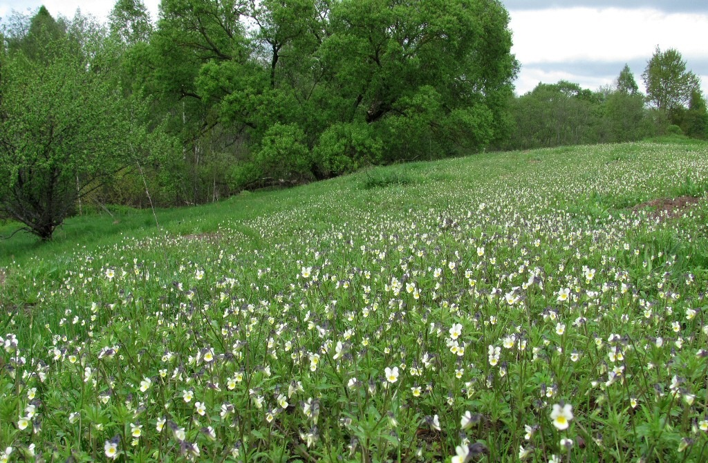 Image of Viola arvensis specimen.