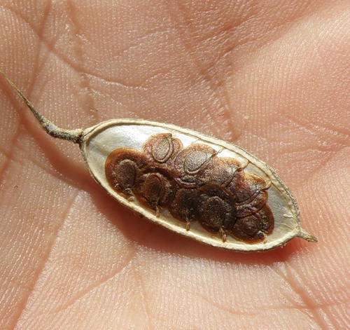 Image of Fibigia eriocarpa specimen.