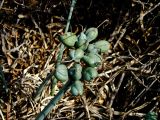 Pancratium maritimum