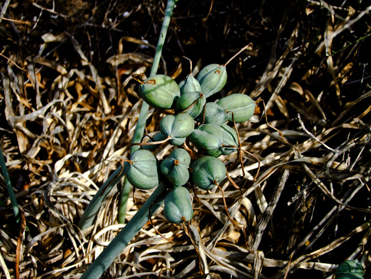 Image of Pancratium maritimum specimen.