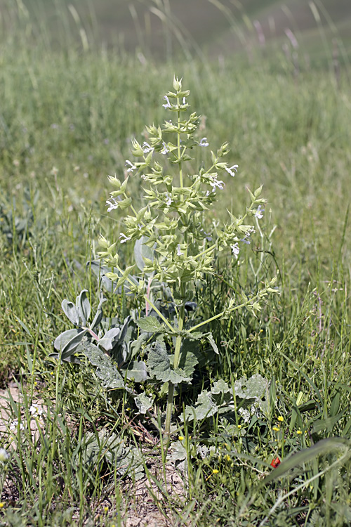 Изображение особи Salvia macrosiphon.
