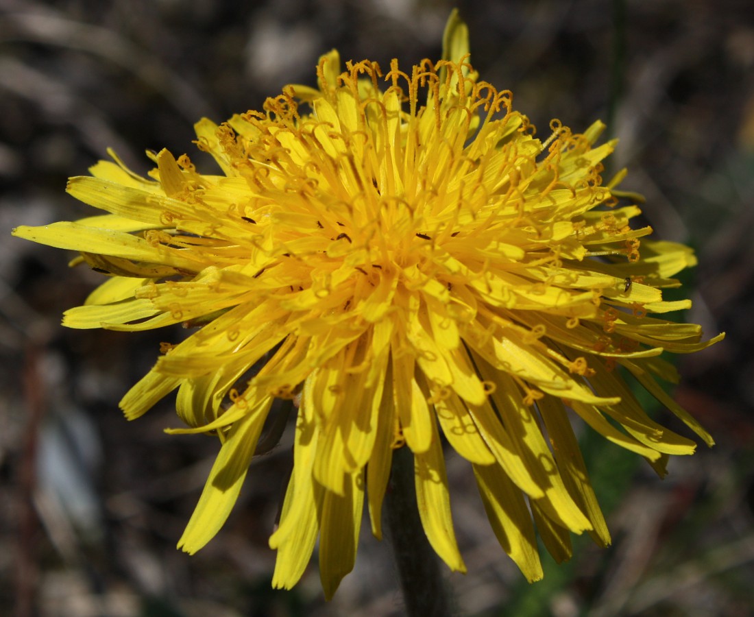 Image of Taraxacum ostenfeldii specimen.