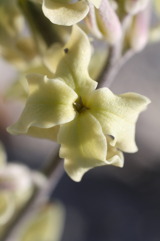 Image of Matthiola odoratissima specimen.