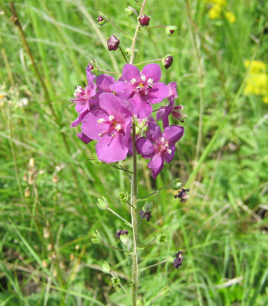 Image of Verbascum phoeniceum specimen.