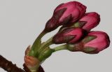 Cerasus sachalinensis. Раскрывающееся соцветие. Германия, г. Кемпен, в культуре.23.03.2012.