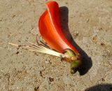 Erythrina corallodendron. Цветок (часть венчика удалена). Израиль, Шарон, г. Герцлия, в культуре. 01.04.2012.