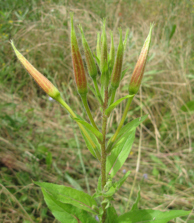 Image of Oenothera glazioviana specimen.