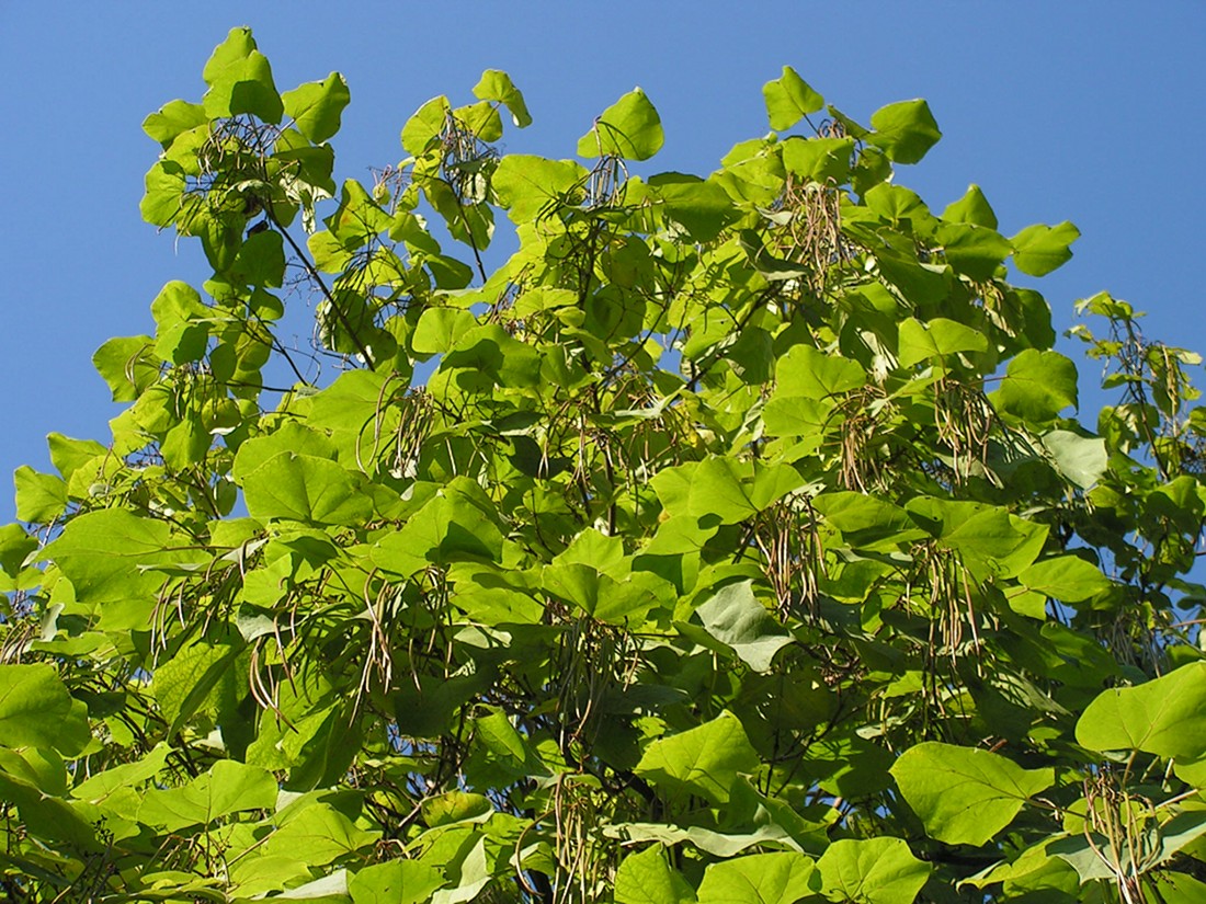 Image of Catalpa ovata specimen.