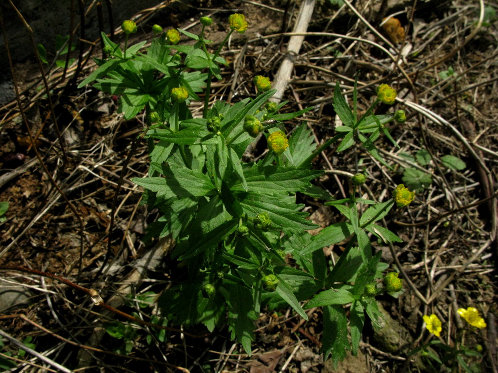 Изображение особи Ranunculus bujbensis.