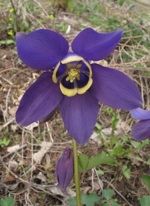 Image of Aquilegia sibirica specimen.