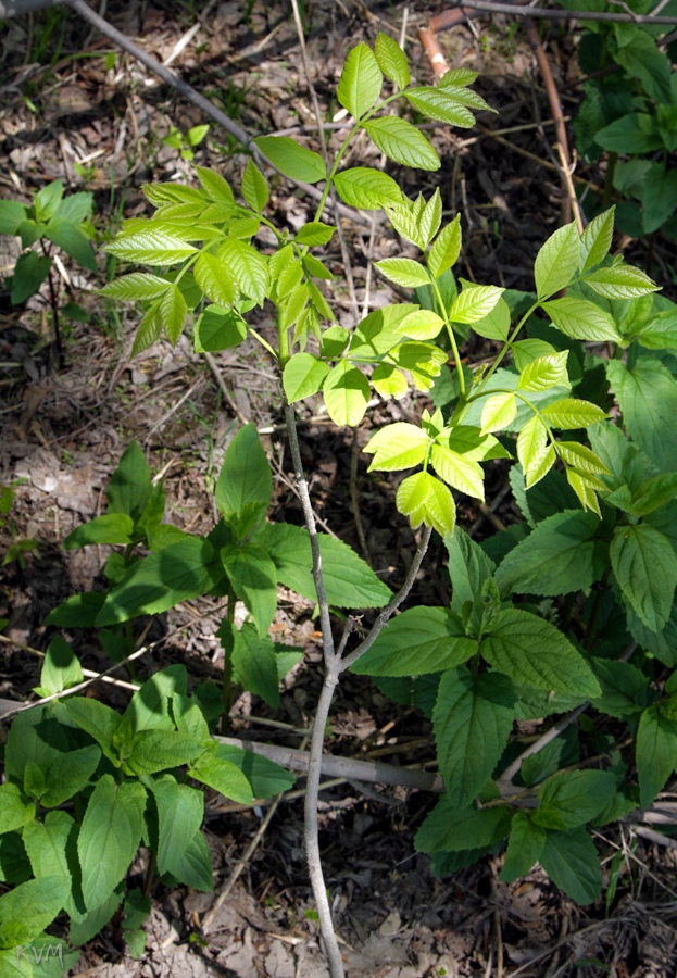 Image of genus Fraxinus specimen.