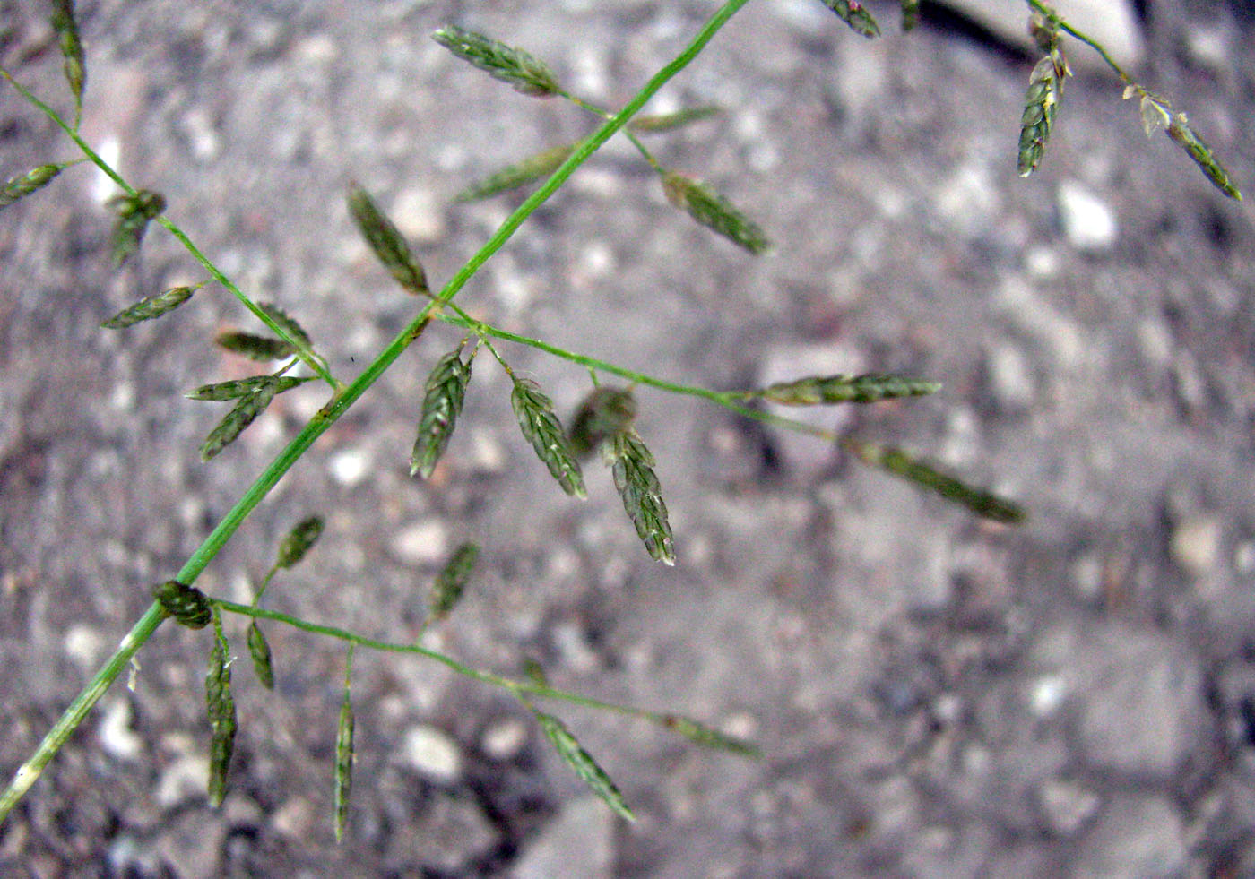 Image of Eragrostis minor specimen.