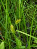 View full-size image Carex vesicata