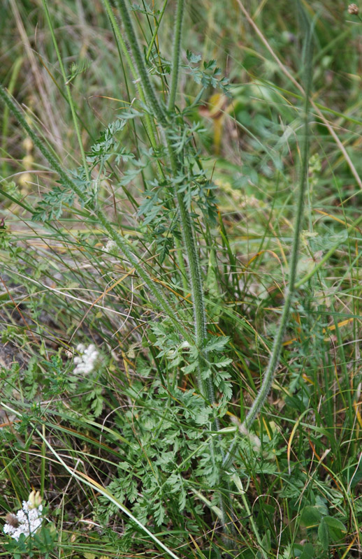 Изображение особи Daucus carota.