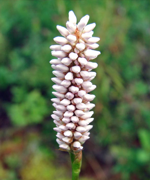 Image of Bistorta vivipara specimen.