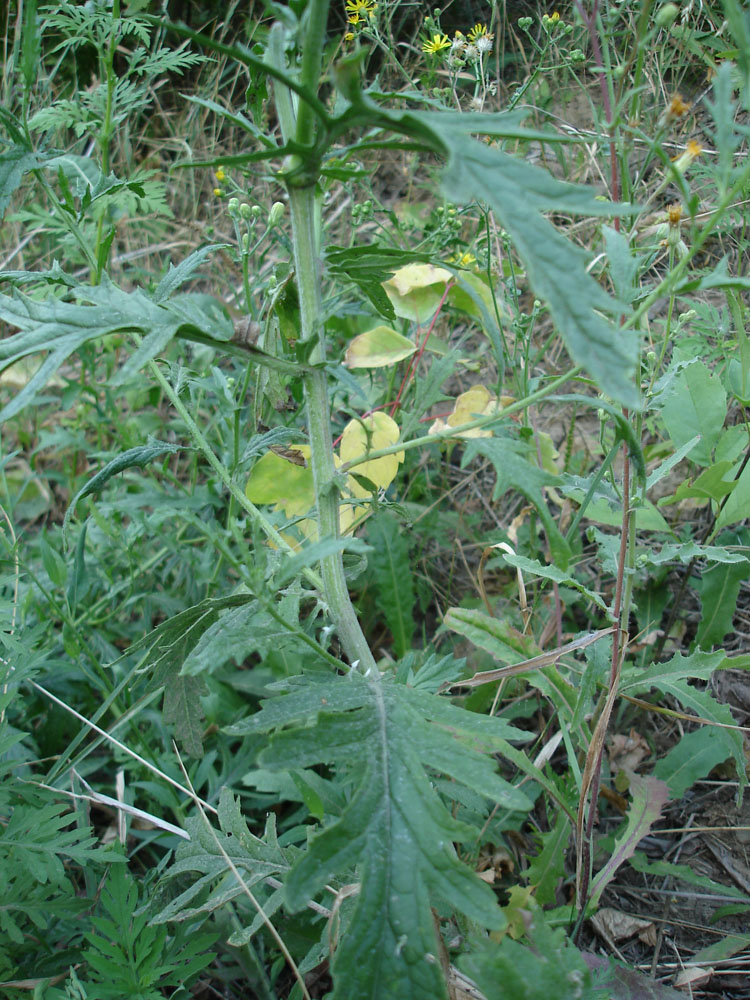 Image of Senecio grandidentatus specimen.