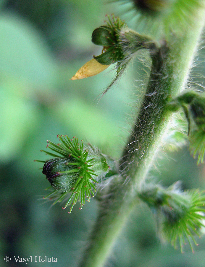 Image of Agrimonia eupatoria specimen.