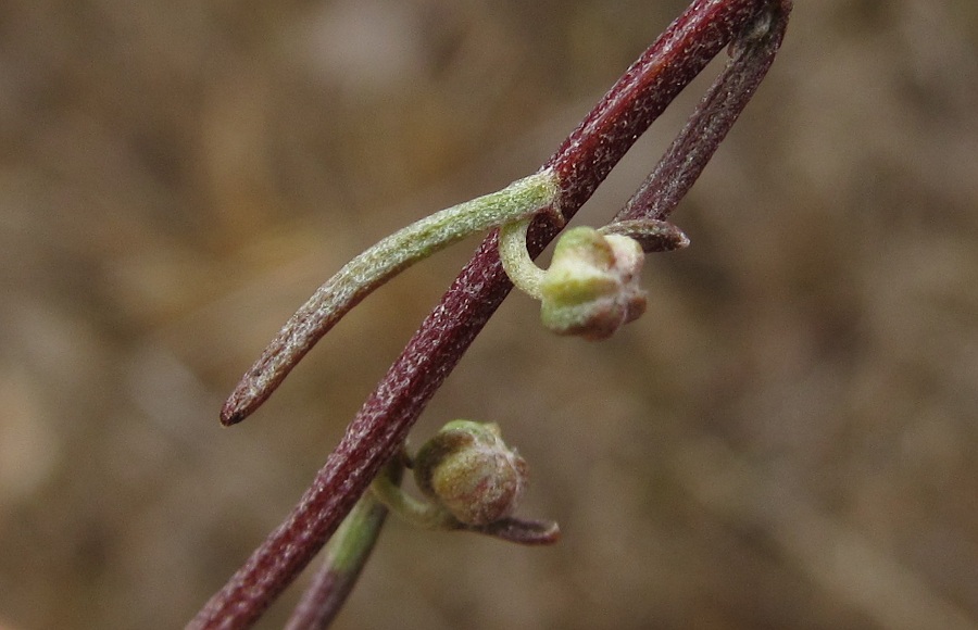 Image of genus Artemisia specimen.