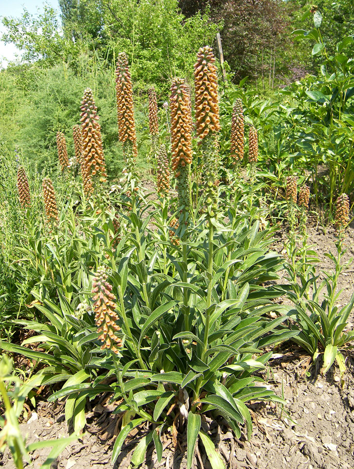 Image of Digitalis parviflora specimen.