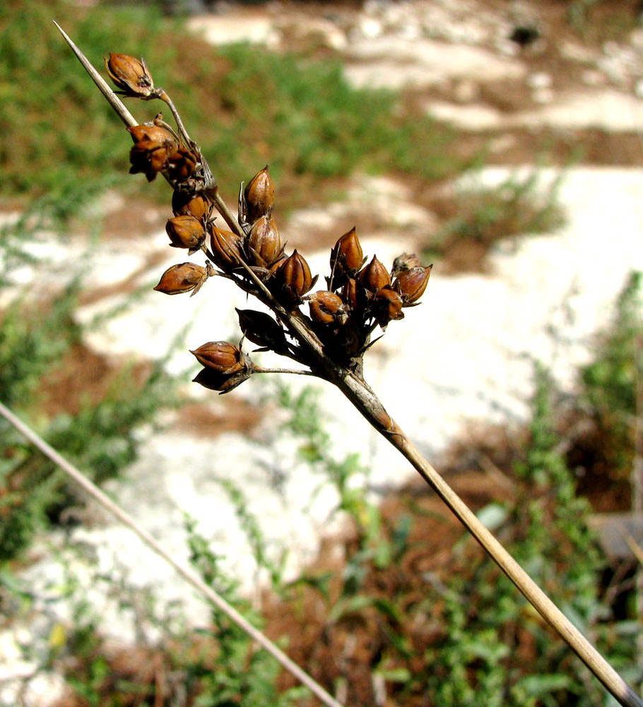 Изображение особи Juncus acutus.