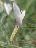 Astragalus ucrainicus. Цветок. Украина, окраина г. Запорожья, берег озера. 02.05.2012.