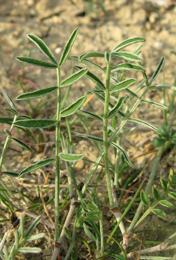 Image of Astragalus subuliformis specimen.