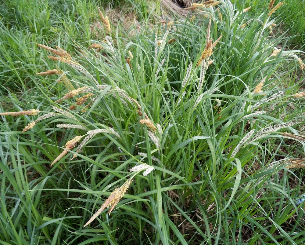 Изображение особи Carex acuta.