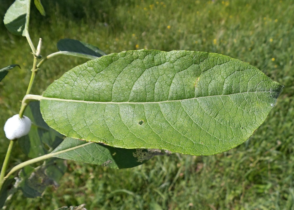 Image of Salix caprea specimen.