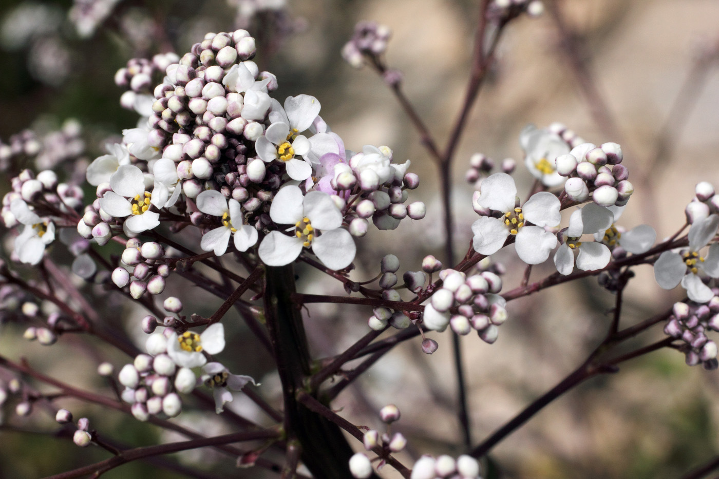 Изображение особи Stroganowia paniculata.