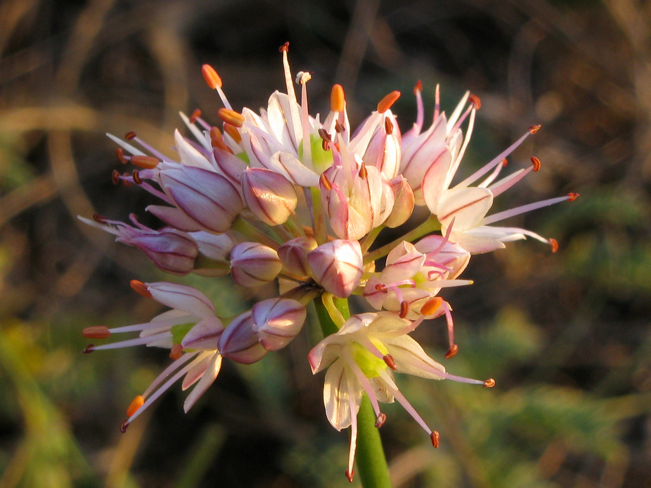 Image of Allium psebaicum specimen.