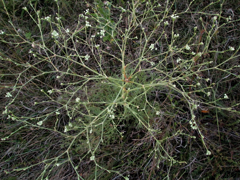 Image of Seseli arenarium specimen.