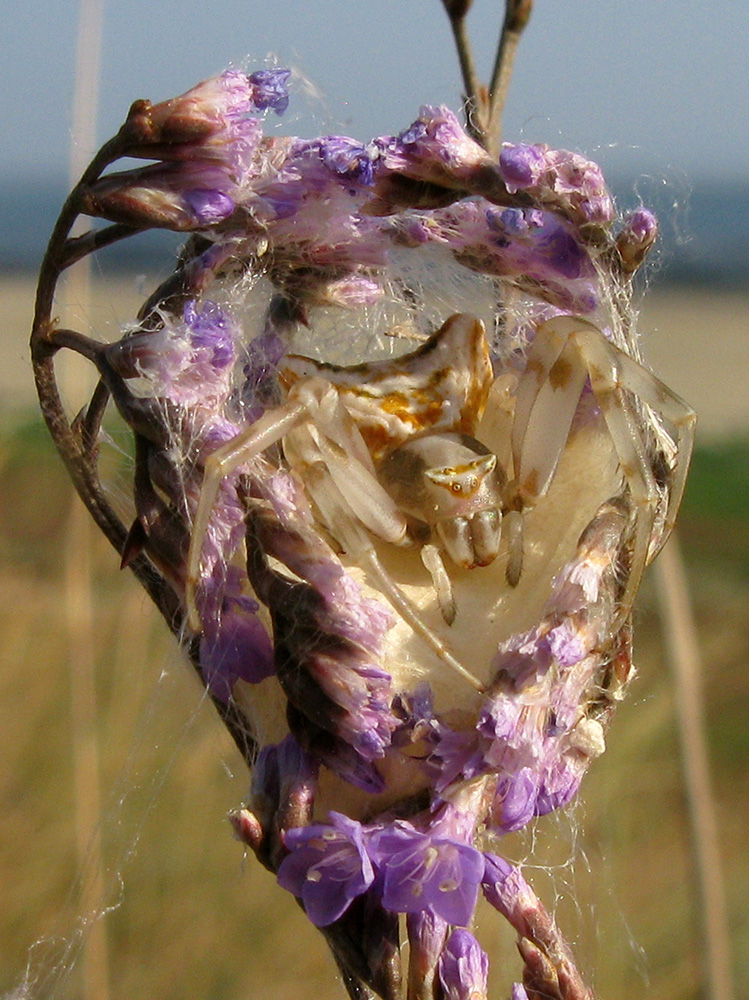 Image of Limonium scoparium specimen.