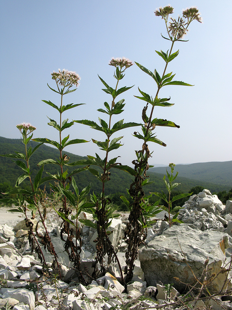 Изображение особи Eupatorium cannabinum.