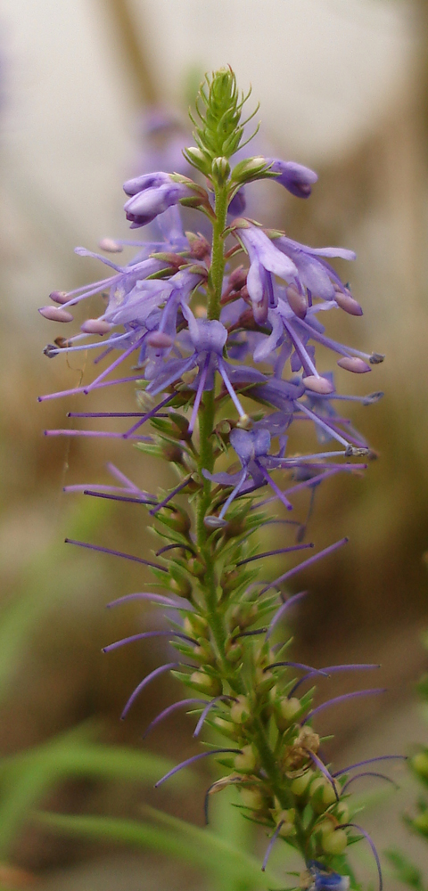 Image of Veronica spuria specimen.