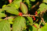 Euonymus sacrosanctus