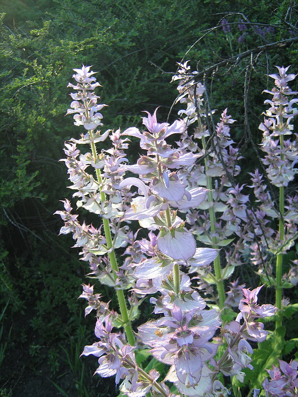 Image of Salvia sclarea specimen.