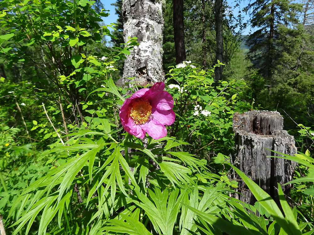 Изображение особи Paeonia anomala.