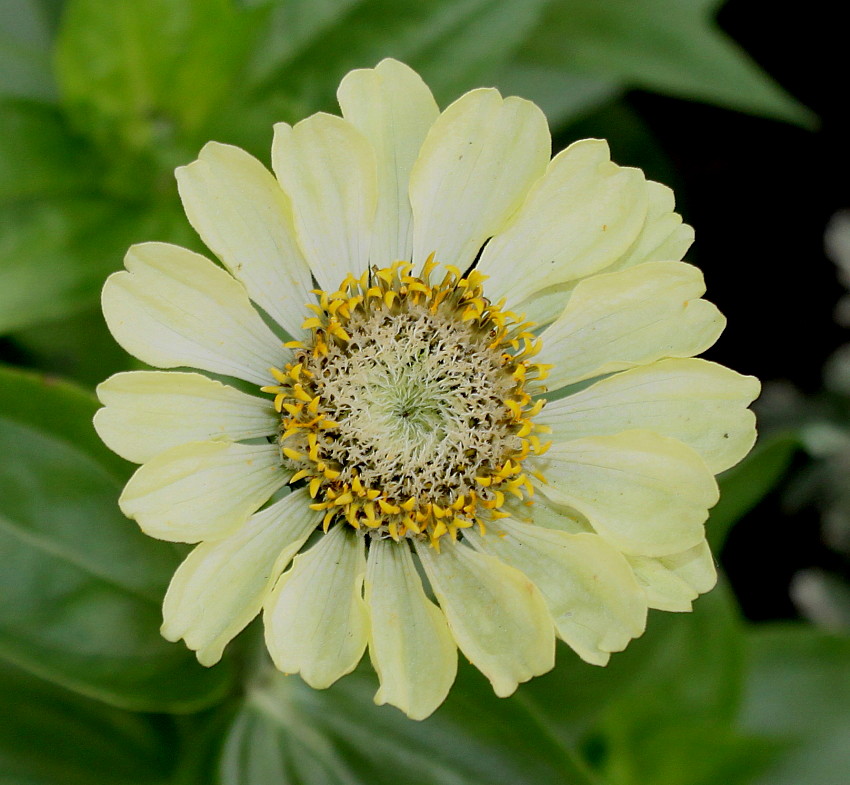 Изображение особи Zinnia elegans.