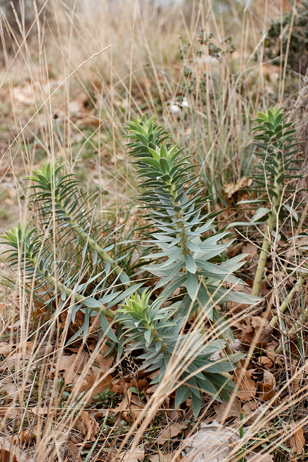 Изображение особи Euphorbia rigida.