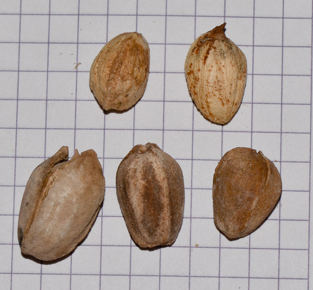 Image of Moringa peregrina specimen.