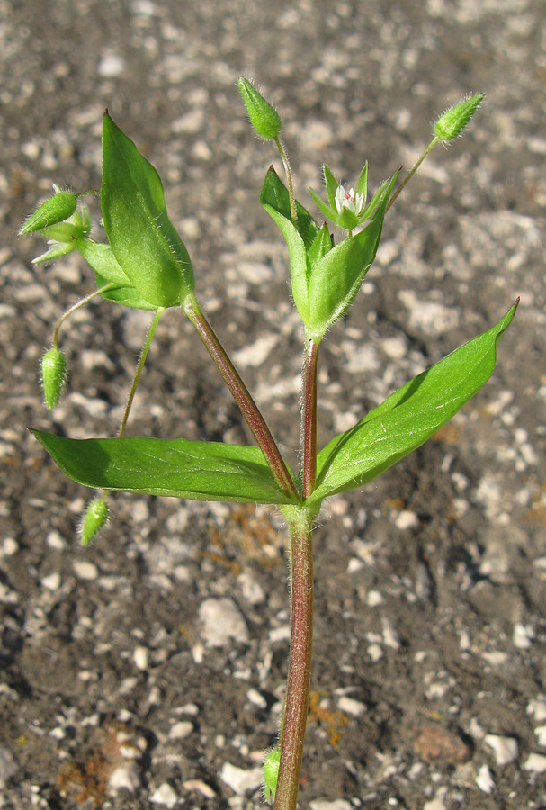 Image of Stellaria media specimen.