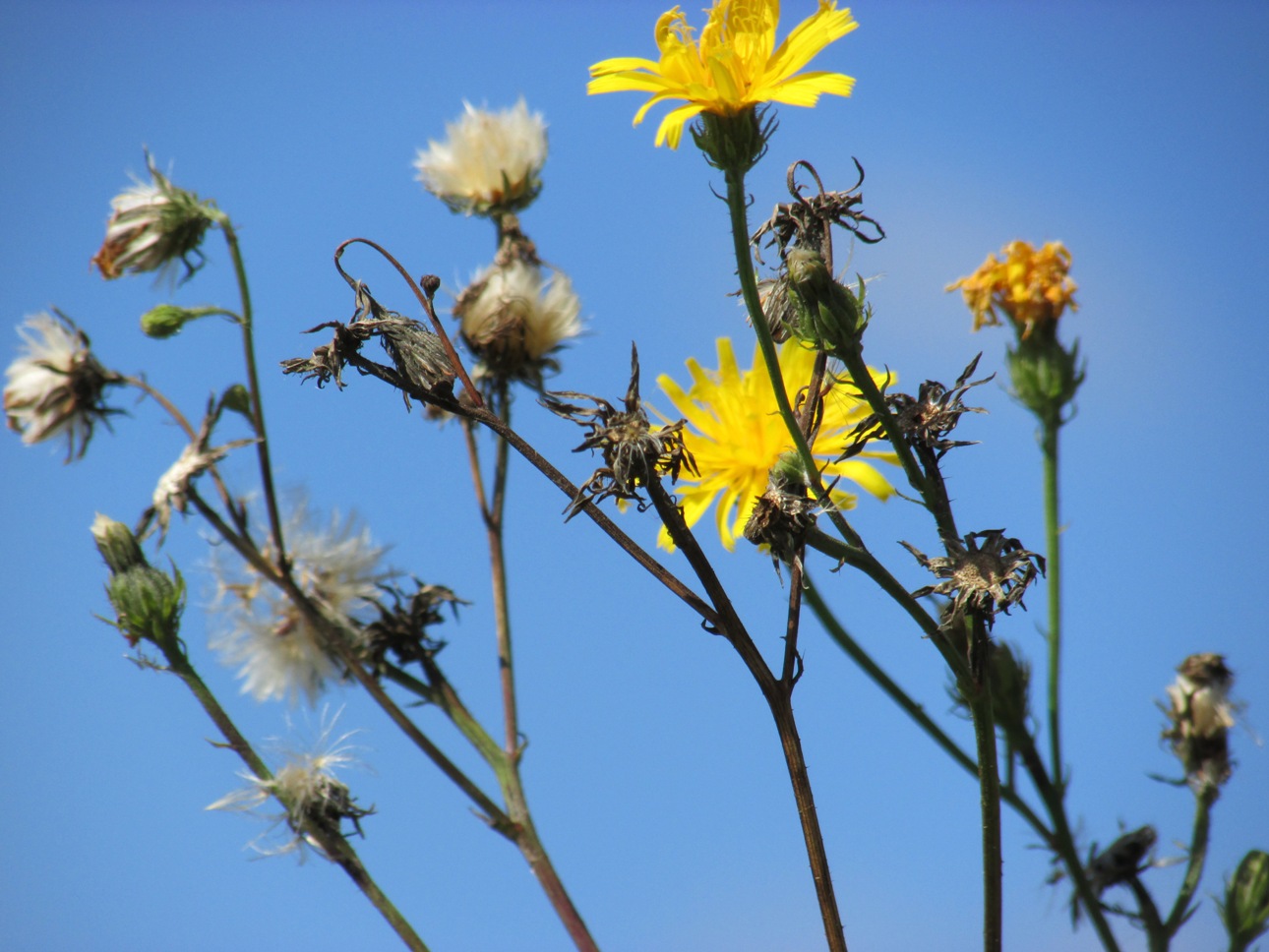 Image of genus Picris specimen.