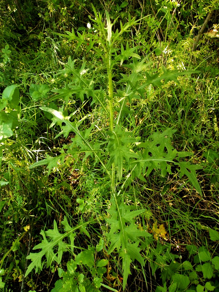 Image of Cirsium vulgare specimen.