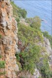 Arbutus andrachne. Взрослое дерево на скалистом приморском осыпном склоне. Крым, окр. Ялты, заповедник Мыс Мартьян. 13 мая 2014 г.