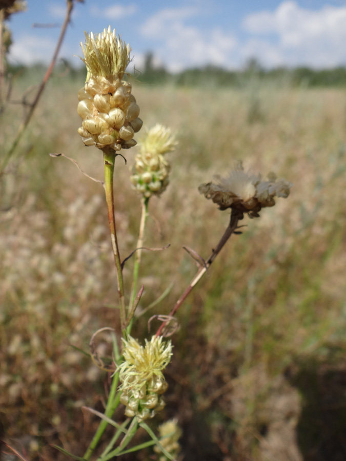 Image of Centaurea paczoskii specimen.