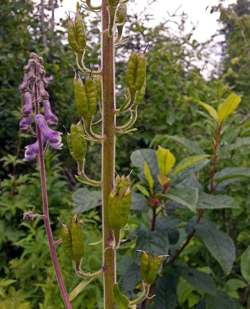 Изображение особи Aconitum septentrionale.