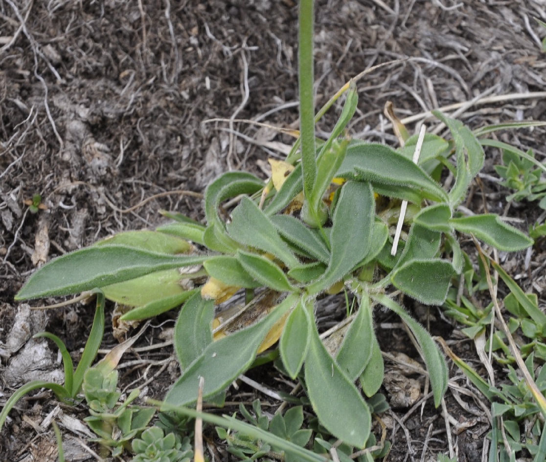 Изображение особи Silene roemeri ssp. macrocarpa.