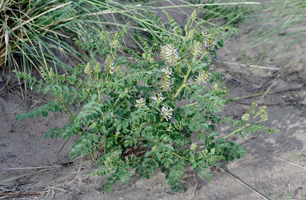 Изображение особи Glycyrrhiza soongorica.